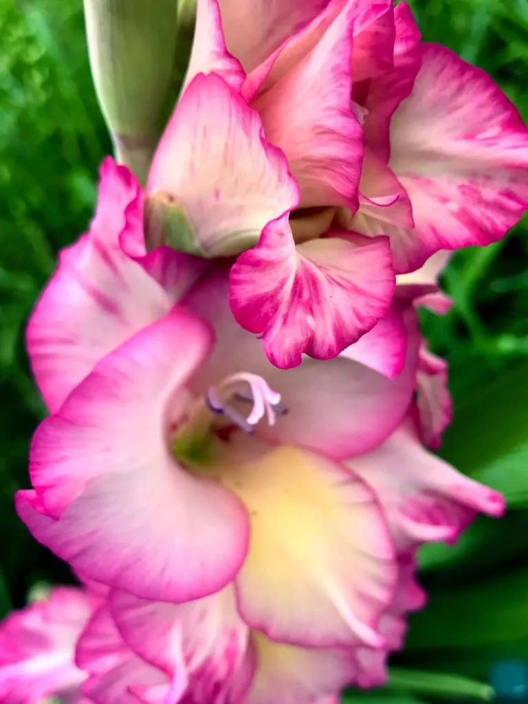 Gladiolus