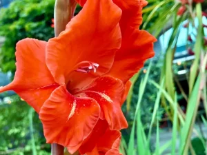 Gladiolus
