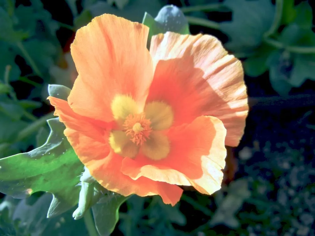 Glaucium flavum - Online Flower Garden Glaucium flavum