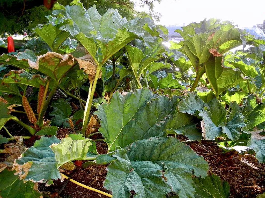 Gunnera tinctoria