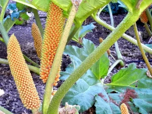 Gunnera tinctoria