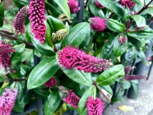 Hebe x andersonii