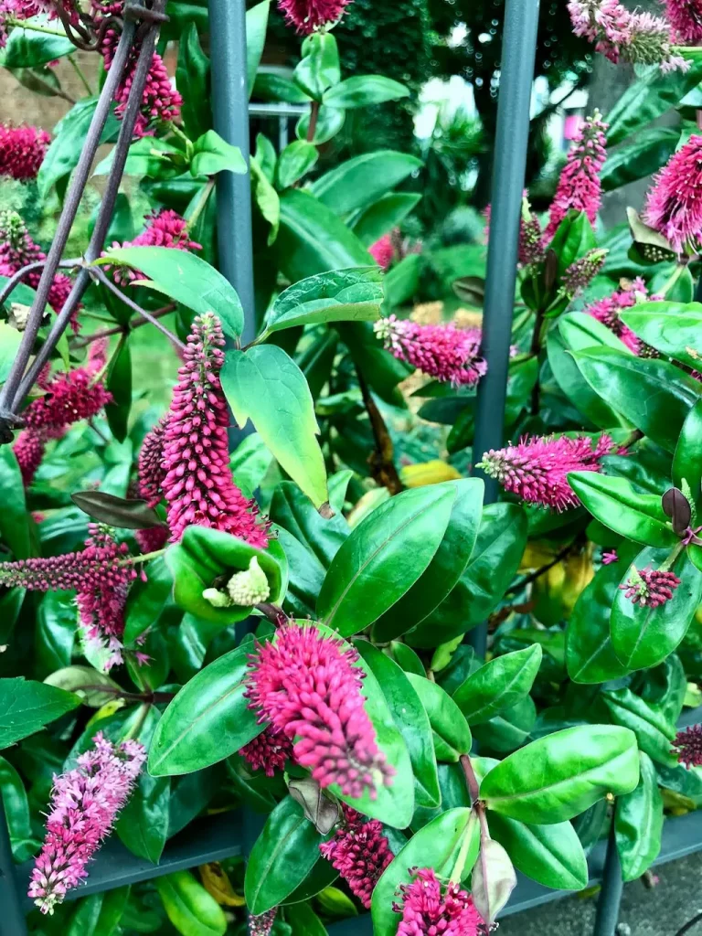 Hebe x andersonii