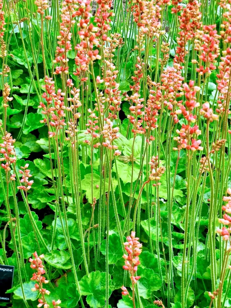 Heuchera cylindrica