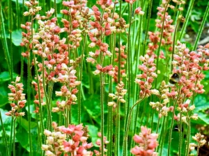 Heuchera cylindrica