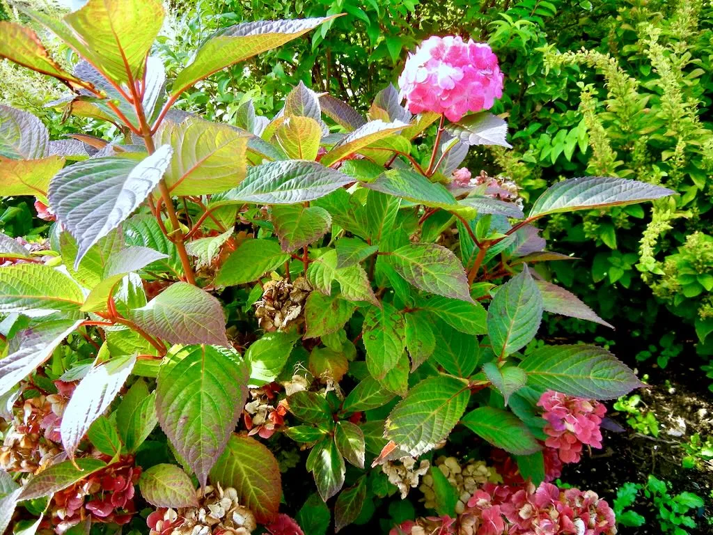 Hydrangea serrata Preziosa-1 - Online Flower Garden Hydrangea serrata'Preziosa'
