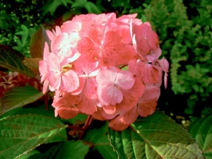 Hydrangea serrata 'Preziosa'