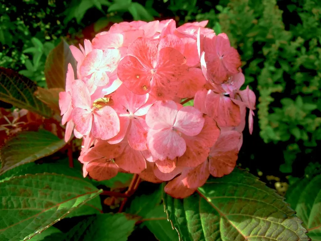 Hydrangea serrata Preziosa - Online Flower Garden Hydrangea serrata 'Preziosa'