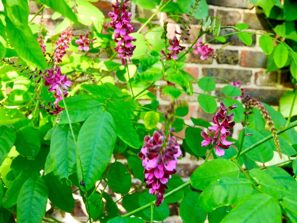 Indigofera hebepetala
