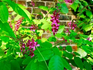 Indigofera hebepetala