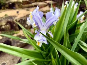 Iris magnifica 'Margaret Mathew'