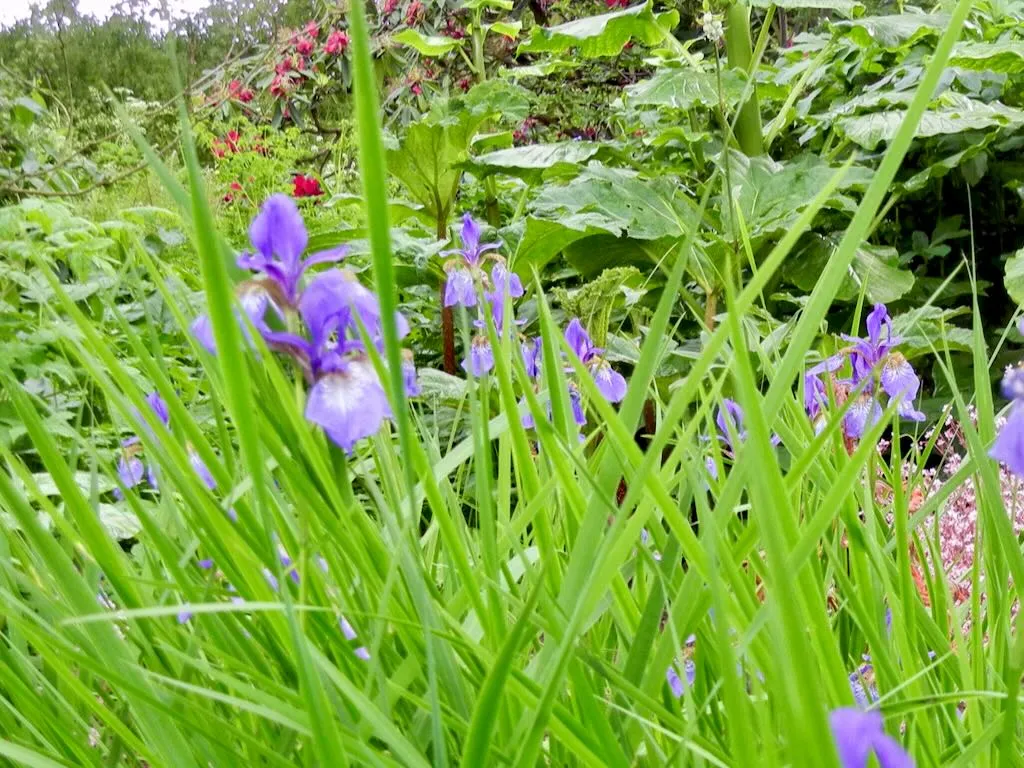 Iris sanguinea