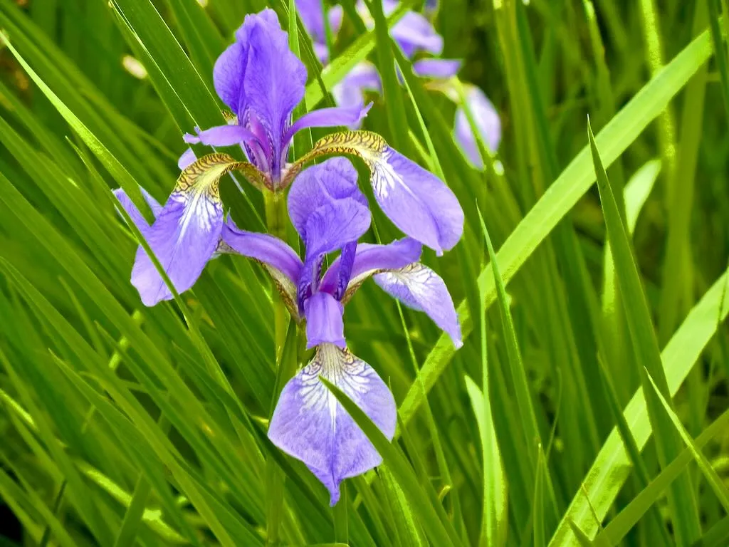 Iris sanguinea