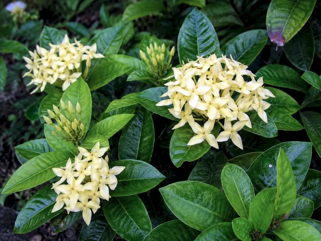 Ixora coccinea'Yellow'
