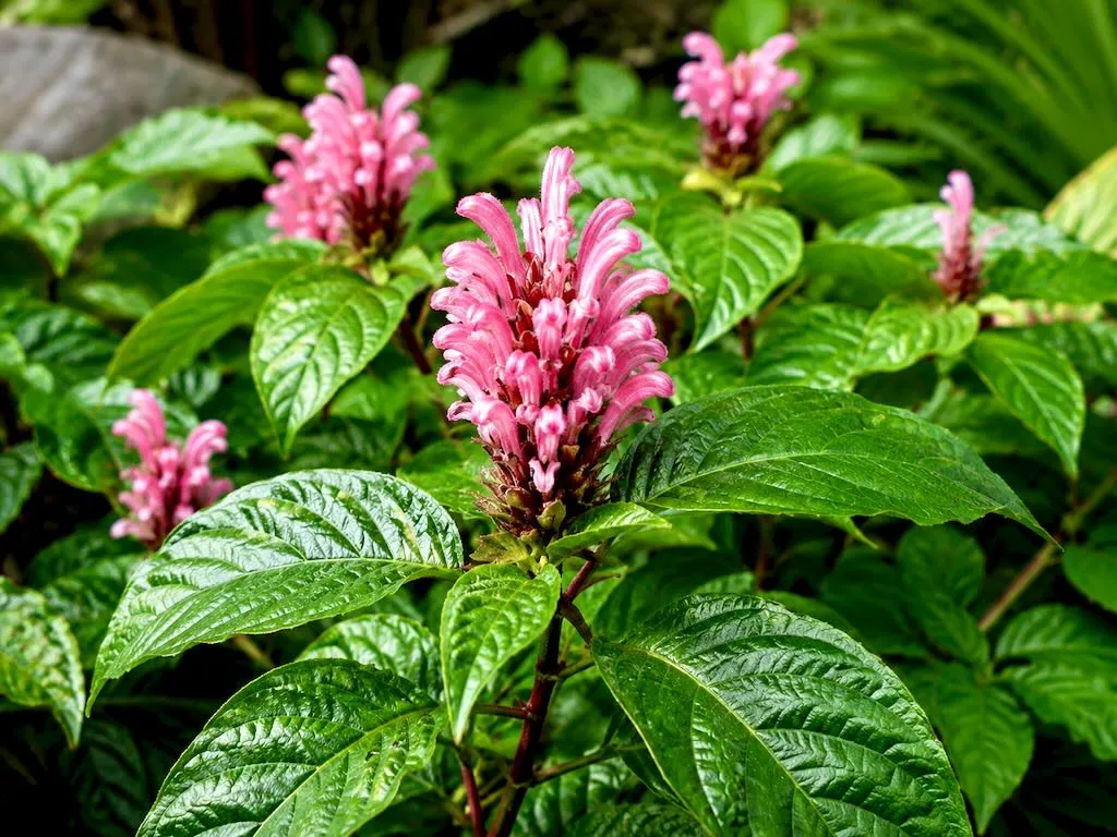 Justicia carnea