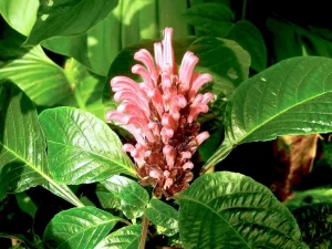 Justicia carnea