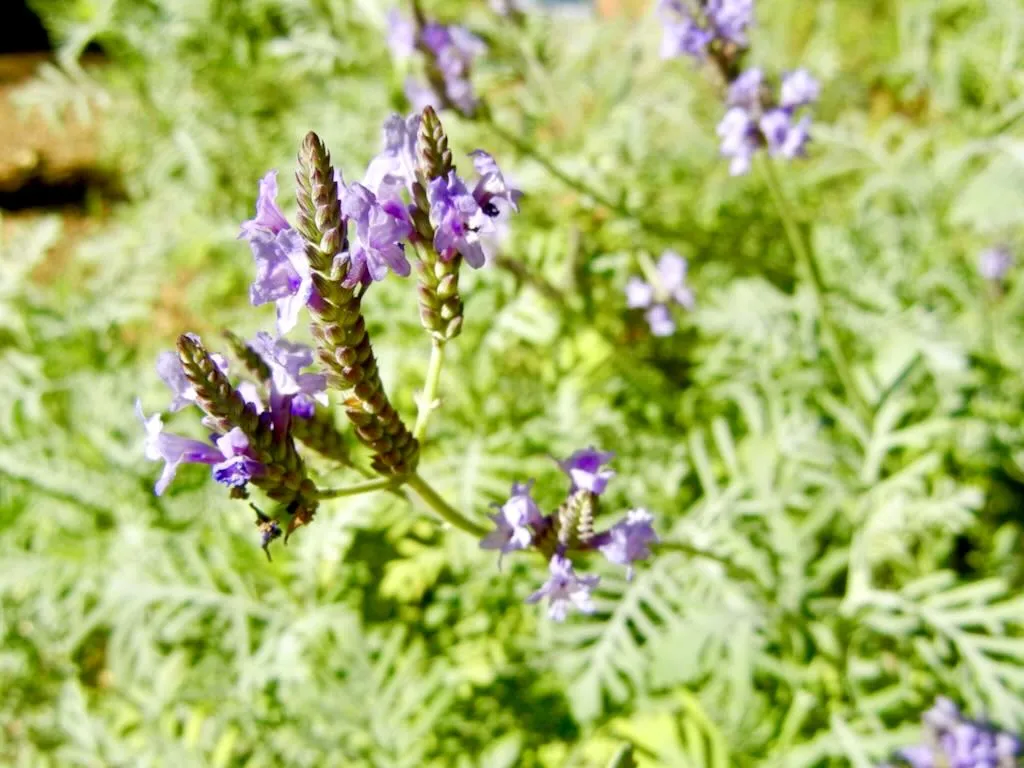 Lavandula buchii var. buchii