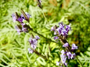 Lavandula buchii var. buchii