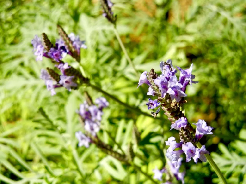 Lavandula buchii var. buchii