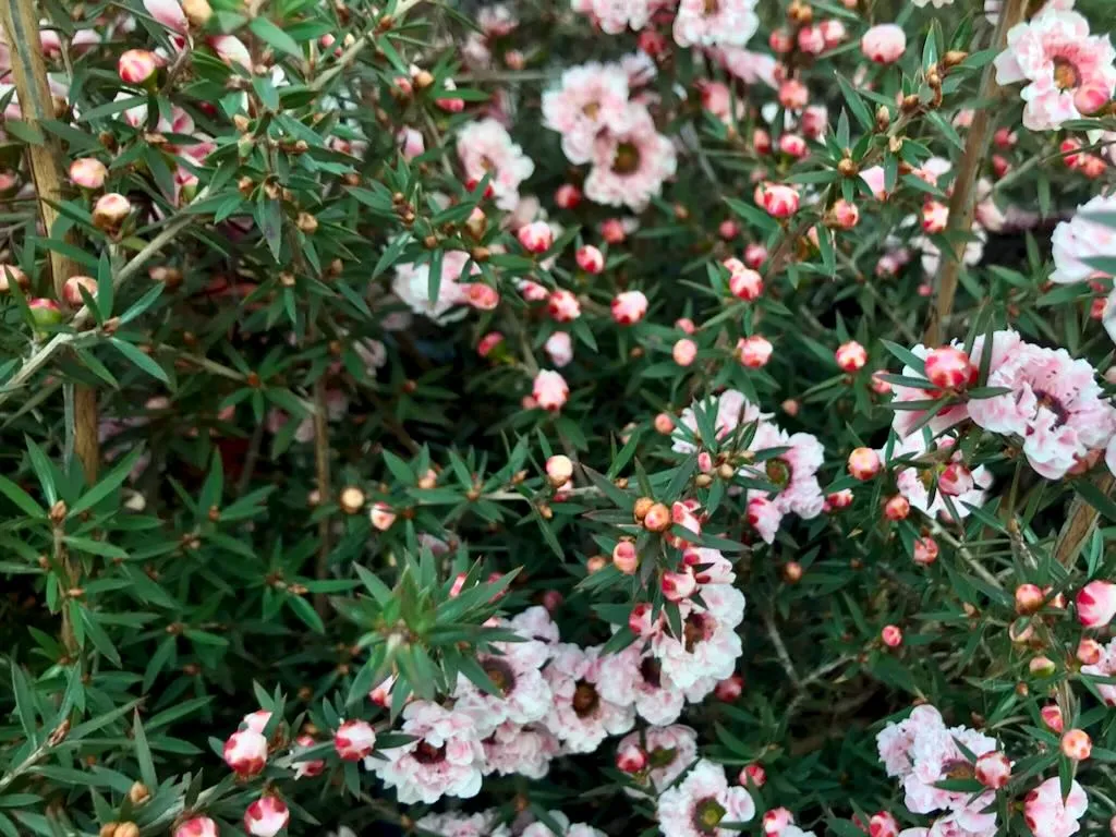 Leptospermum scoparium Apple Blossom-1 - Online Flower Garden Leptospermum scoparium'Apple Blossom'