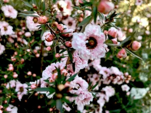 Leptospermum scoparium 'Apple Blossom'