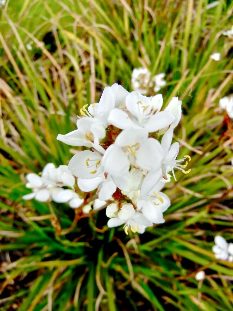 Libertia formosa-1 - Online Flower Garden Libertia formosa