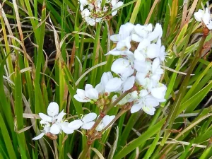 Libertia formosa
