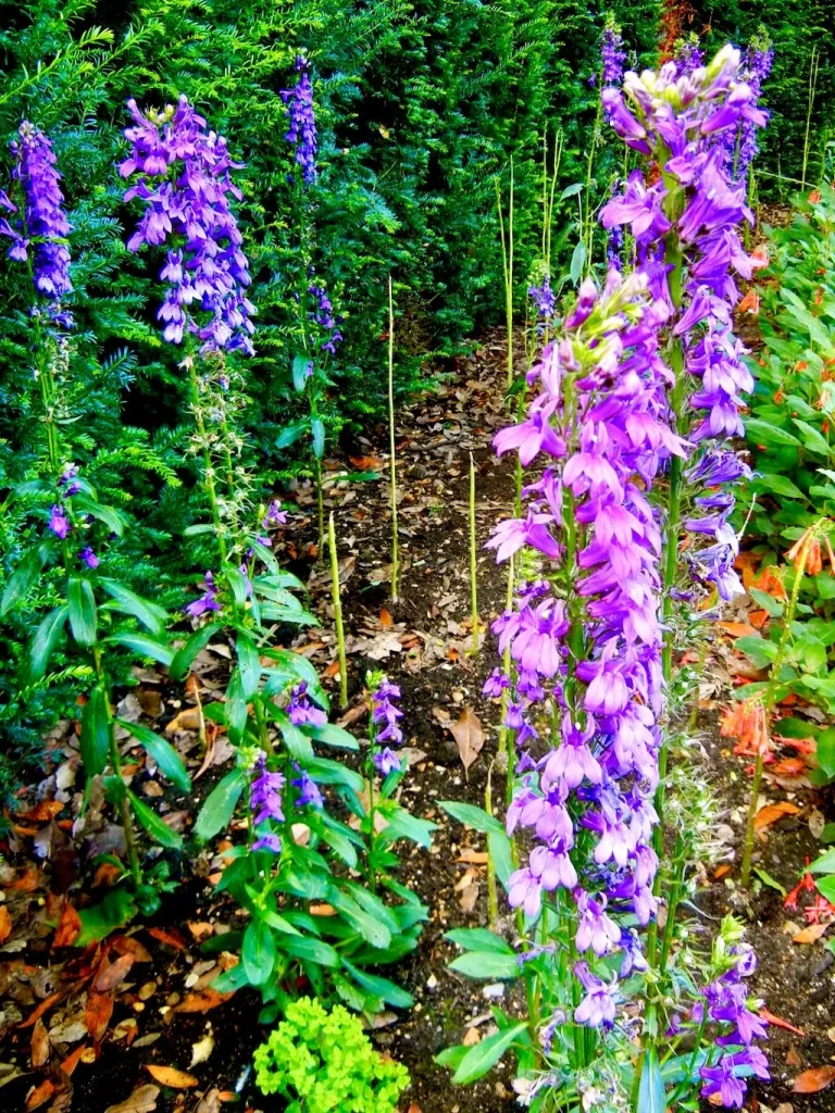 Lobelia siphilitica