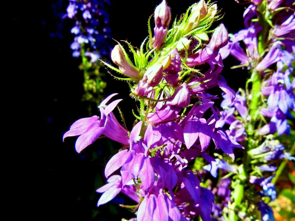 Lobelia siphilitica