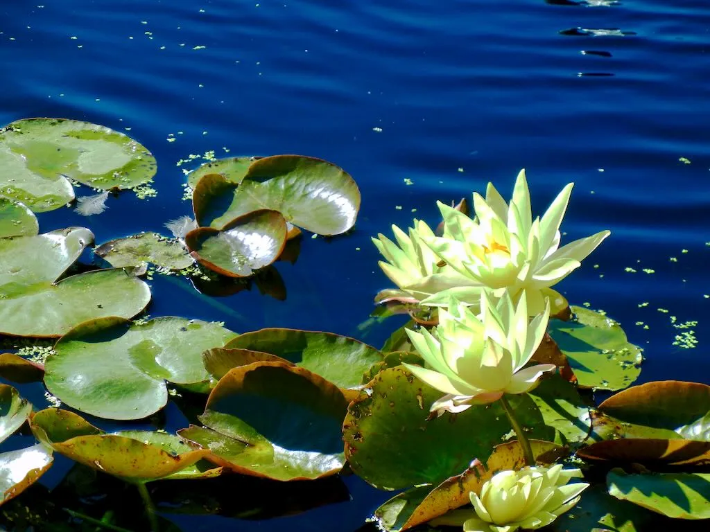Nymphaea Betsy Sakata-1 - Online Flower Garden Nymphaea'Betsy Sakata'