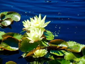 Nymphaea 'Betsy Sakata'
