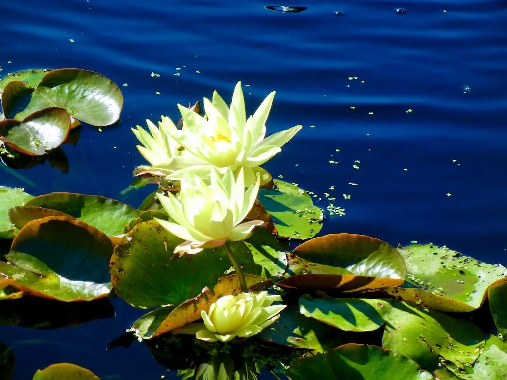 Nymphaea Betsy Sakata - Online Flower Garden Nymphaea 'Betsy Sakata'