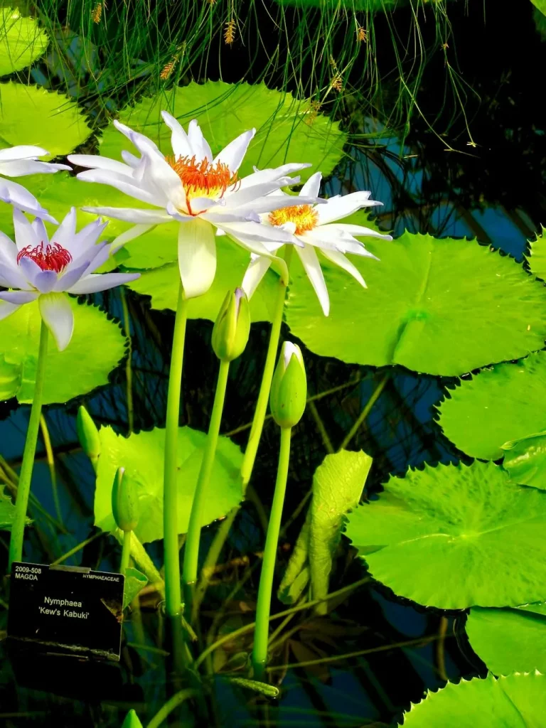 Nymphaea'Kew's Kabuki'