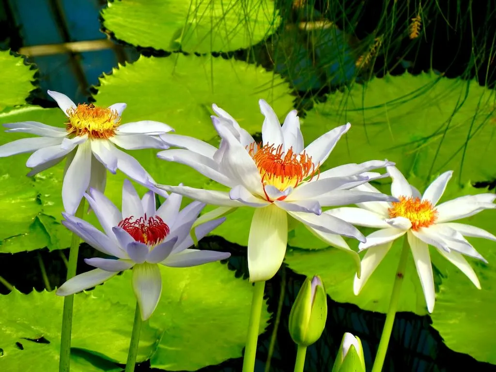 Nymphaeaceae Nymphaea'Kew's Kabuki'