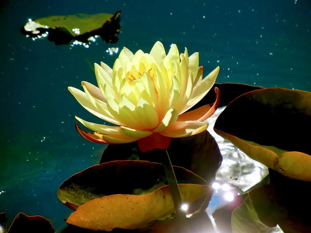 Nymphaea ‘Mangkala Ubol’