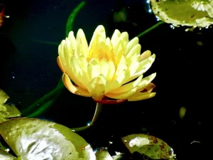 Nymphaea ‘Mangkala Ubol’