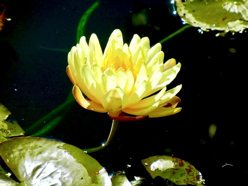 Nymphaea ‘Mangkala Ubol’