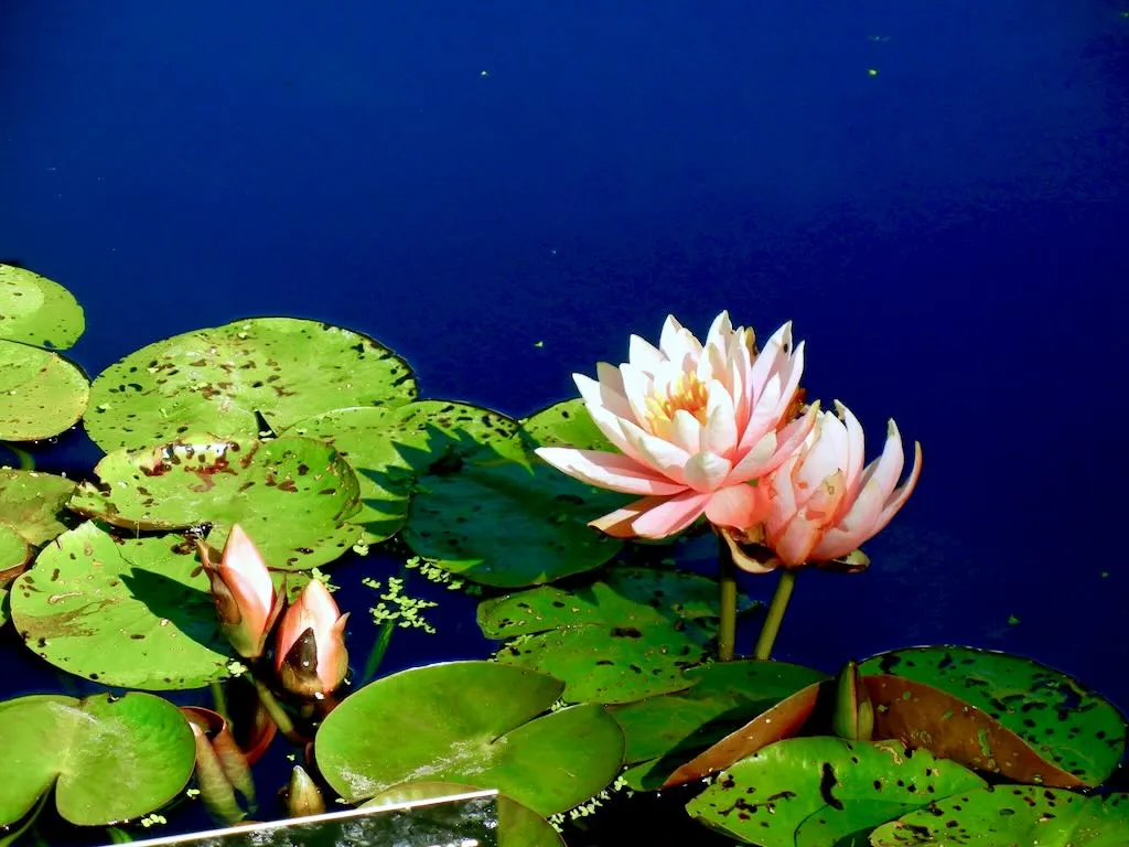 Nymphaea'Patio Joe'