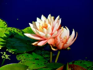Nymphaea 'Patio Joe'