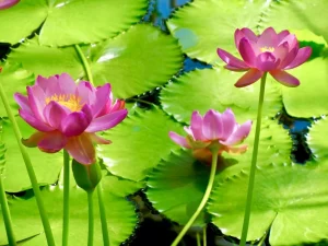 Nymphaea carpentariae 'Julia Leu'