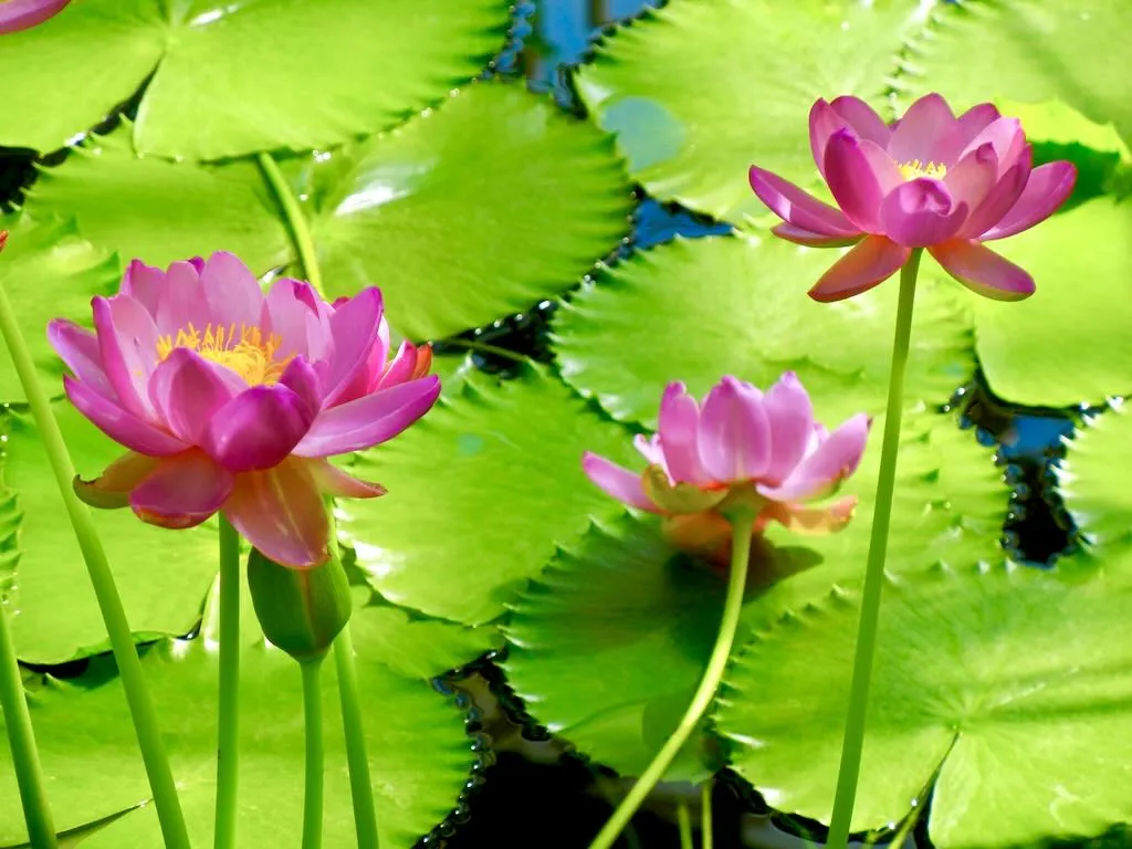 Nymphaea carpentariae 'Julia Leu'