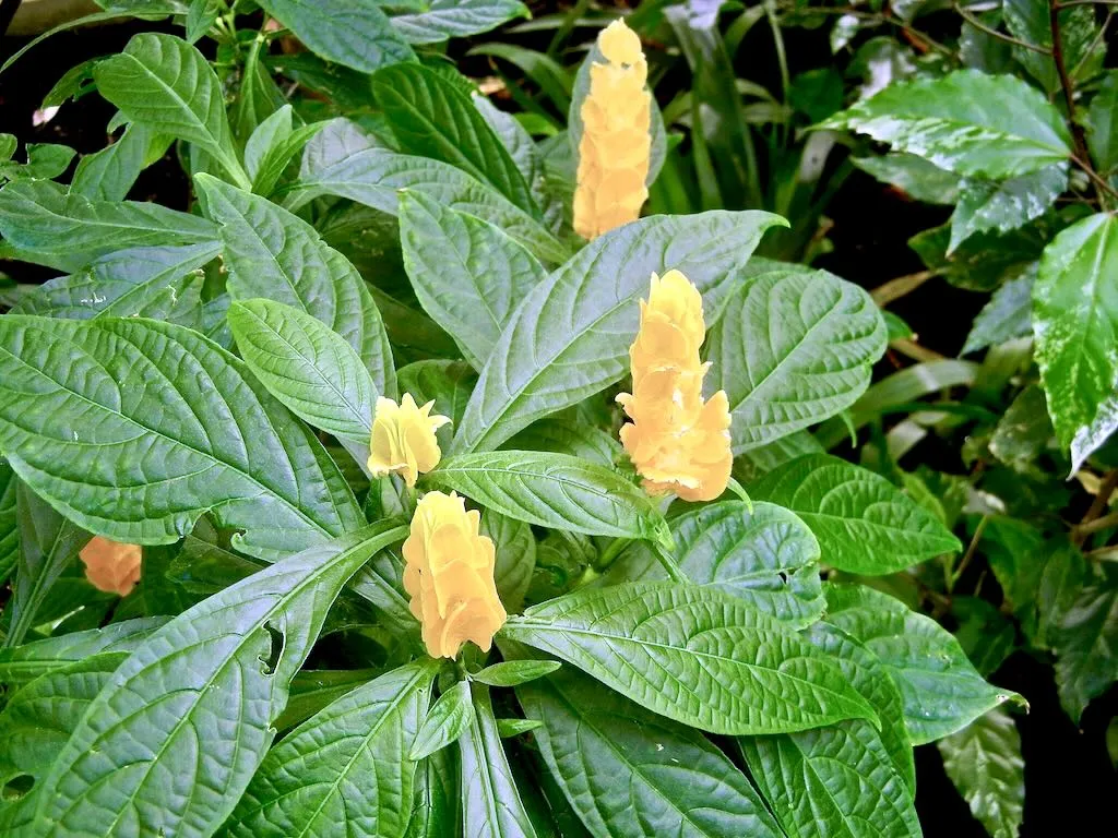 Pachystachys lutea