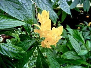 Pachystachys lutea