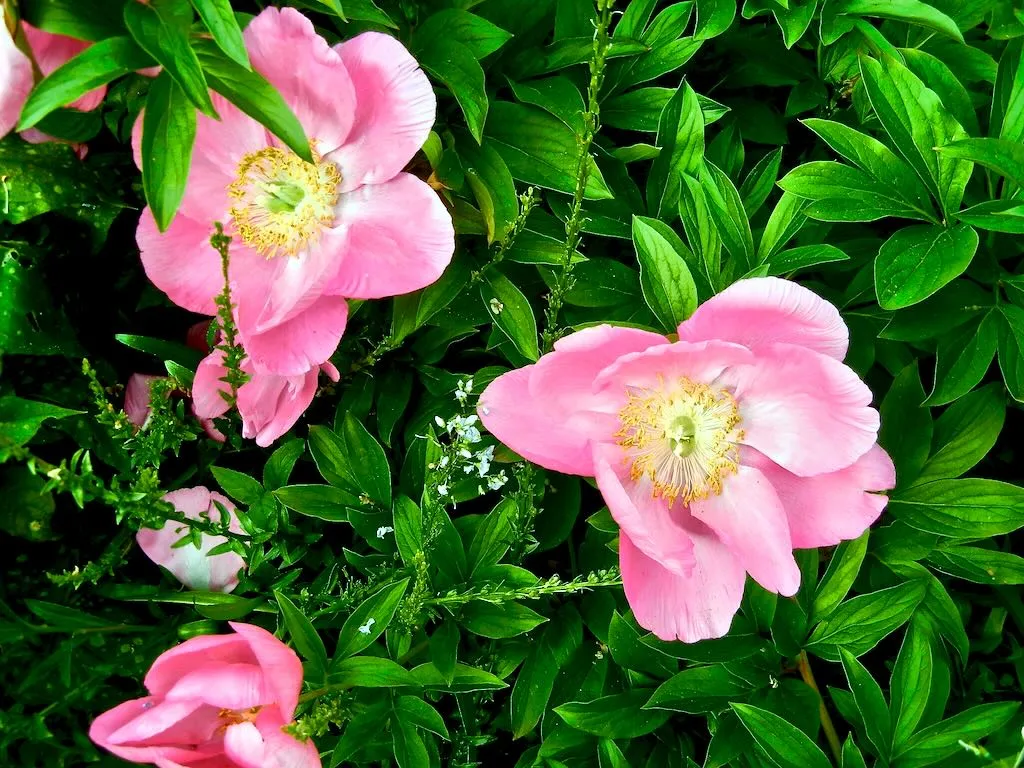 Paeonia Honor-1 - Online Flower Garden Paeonia 'Honor'