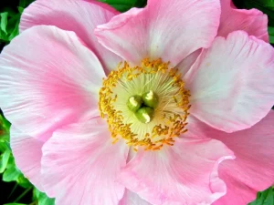 Paeonia 'Honor'