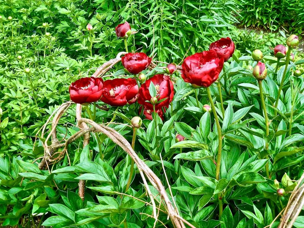 Paeonia broteri Buckeye Belle-1 - Online Flower Garden Paeonia broteri'Buckeye Belle'