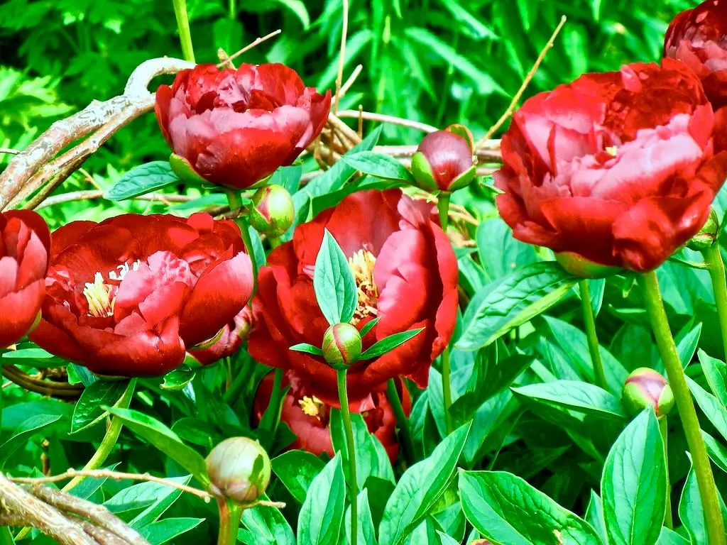 Paeonia broteri Buckeye Belle - Online Flower Garden Paeonia broteri'Buckeye Belle'