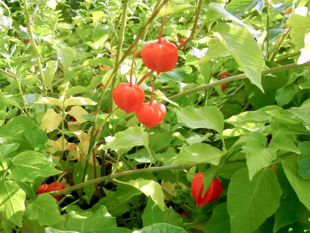 Physalis alkekengi