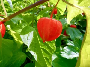 Physalis alkekengi