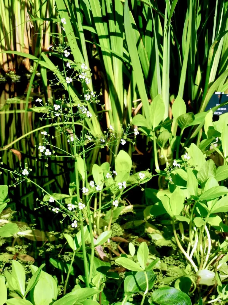 Sagittaria Graminea